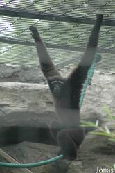 Shanghai Zoo