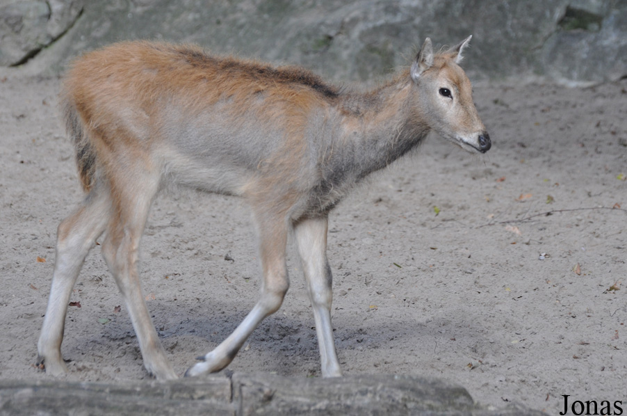 Zoo Berlin
