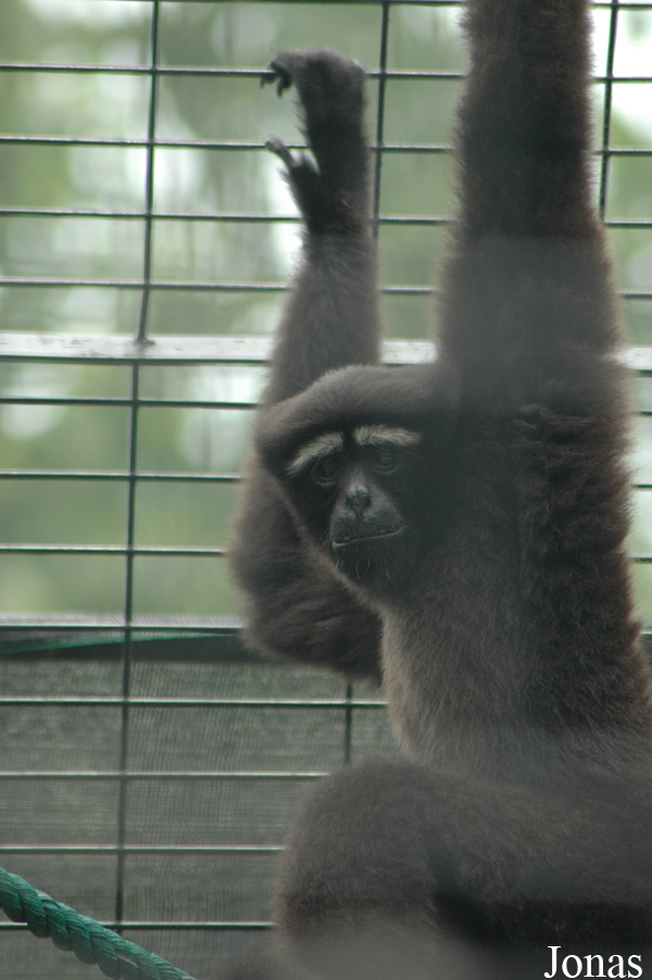 Shanghai Zoo