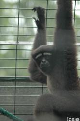 Shanghai Zoo