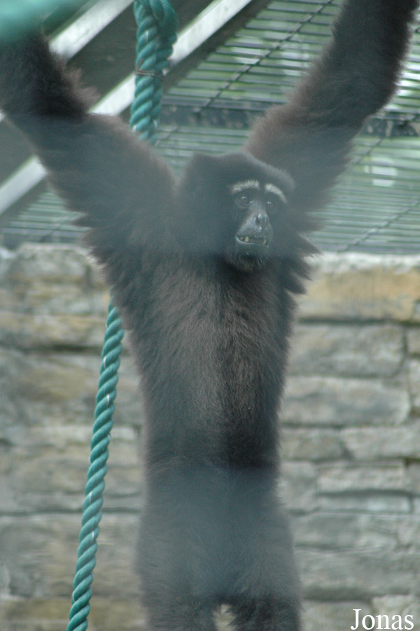 Shanghai Zoo