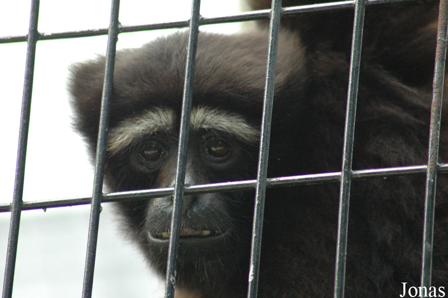 Shanghai Zoo