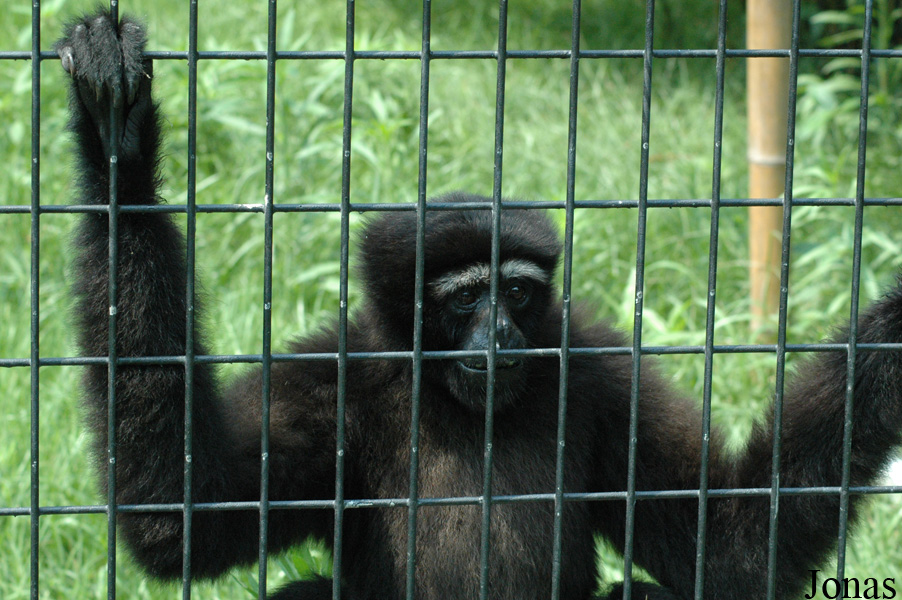 Shanghai Zoo