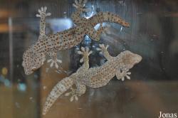 Crocopark Guangzhou