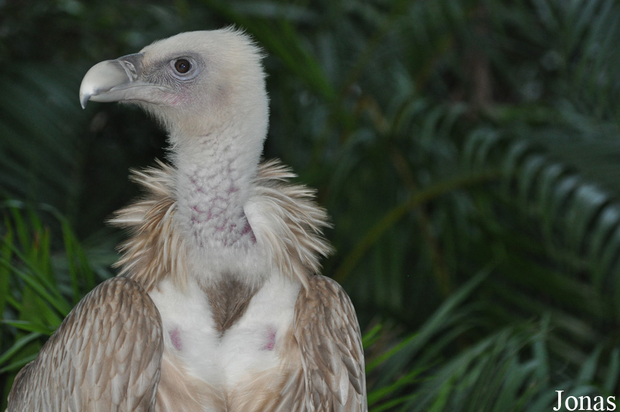 Xiangjiang Safari Park Guangzhou