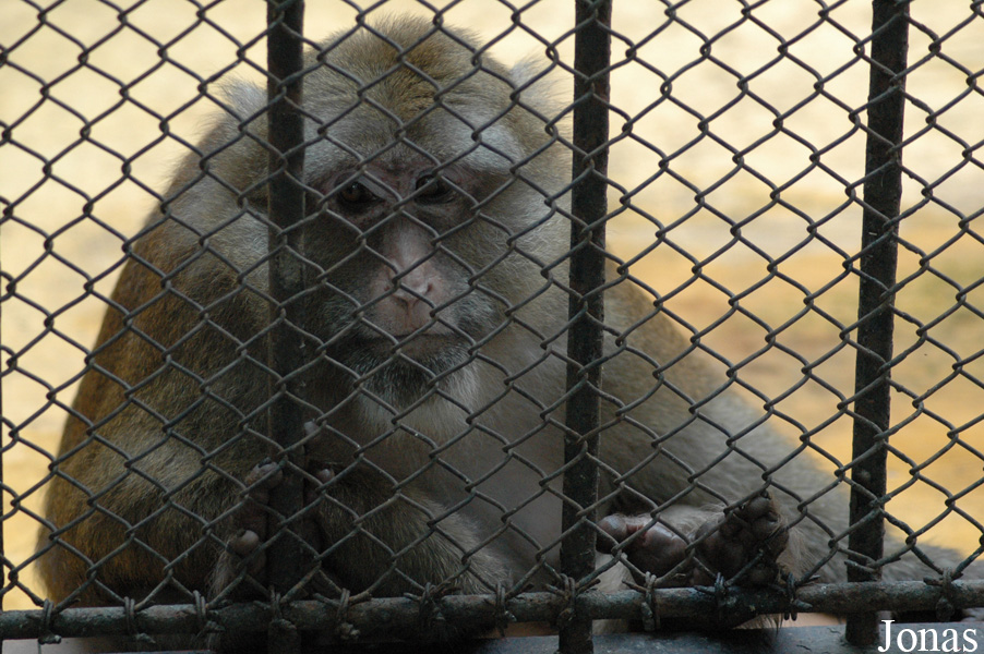 Shanghai Zoo