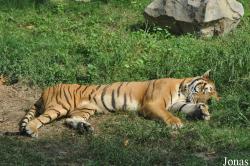 Xiangjiang Safari Park Guangzhou