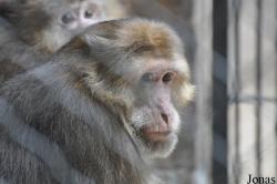 Macaca thibetana