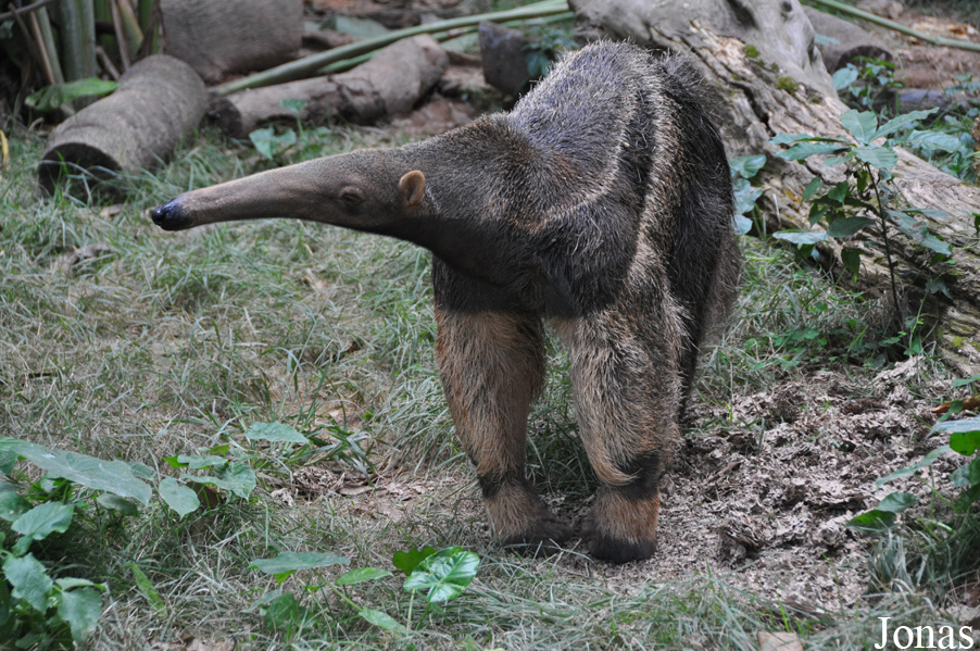 Xiangjiang Safari Park Guangzhou