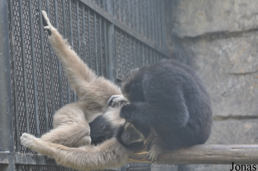 Xiangjiang Safari Park Guangzhou
