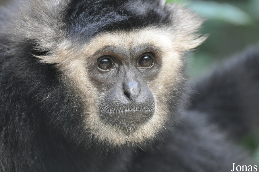 Xiangjiang Safari Park Guangzhou