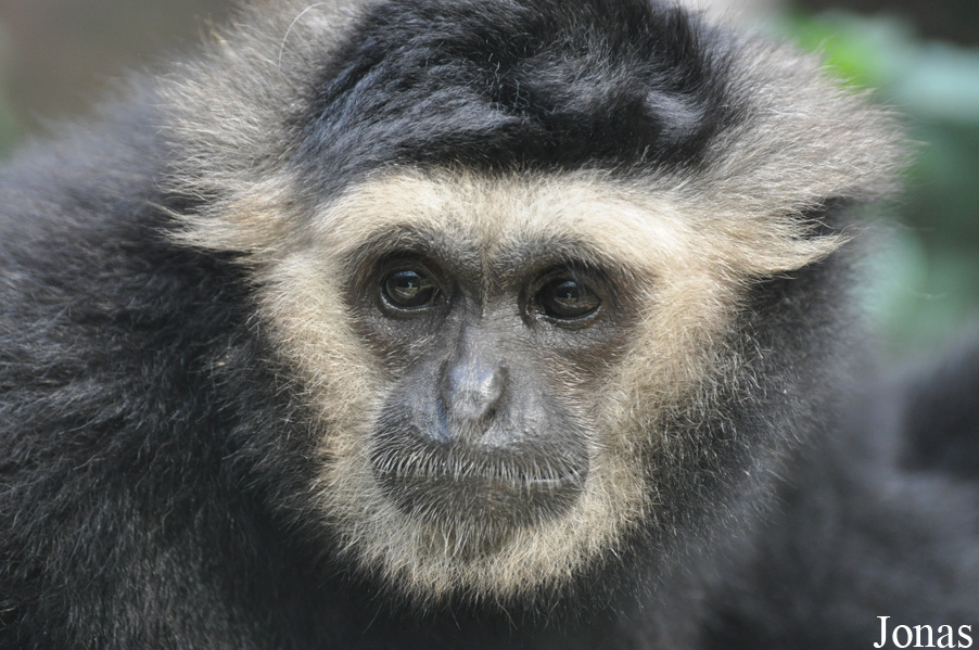 Xiangjiang Safari Park Guangzhou