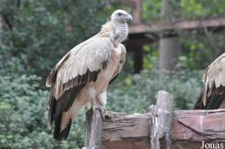 Guangzhou Zoo