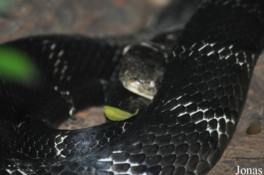 Guangzhou Zoo