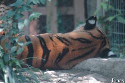 Shanghai Zoo
