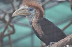 Hong Kong Zoological and Botanical Gardens