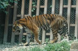 Shanghai Zoo