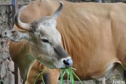 Teuk Chhou Zoo