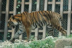 Shanghai Zoo