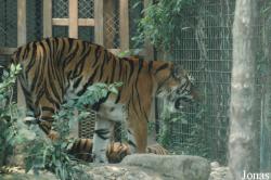 Shanghai Zoo