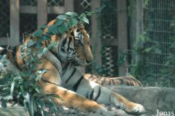 Shanghai Zoo