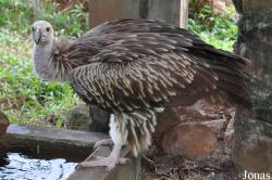 Teuk Chhou Zoo