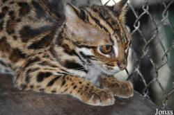 Phnom Tamao Zoo and Wildlife Rescue Center (PTWRC)