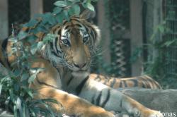 Shanghai Zoo