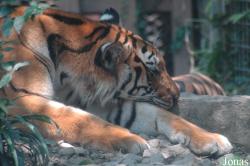 Shanghai Zoo