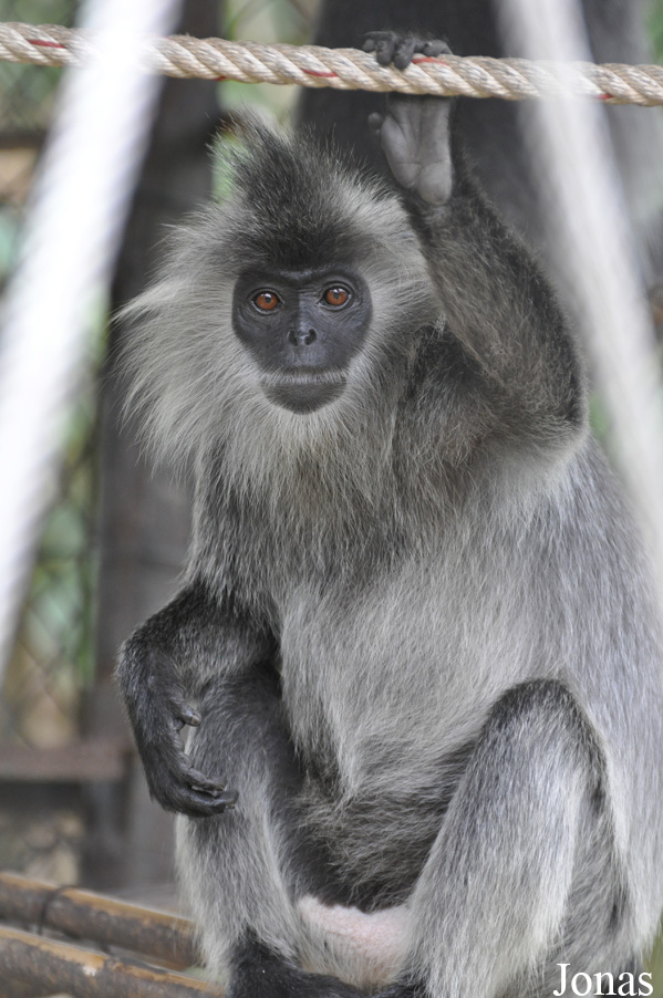 Phnom Tamao Zoo and Wildlife Rescue Center (PTWRC)