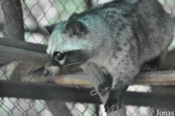 Phnom Tamao Zoo and Wildlife Rescue Center (PTWRC)