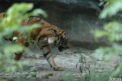 Shanghai Zoo