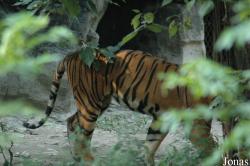 Shanghai Zoo