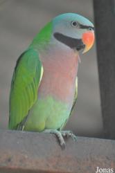 Psittacula alexandri
