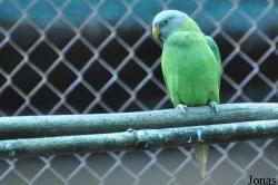 Phnom Tamao Zoo and Wildlife Rescue Center (PTWRC)