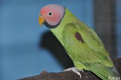 Psittacula roseata