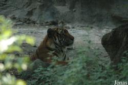 Shanghai Zoo