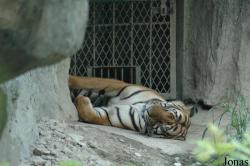 Shanghai Zoo