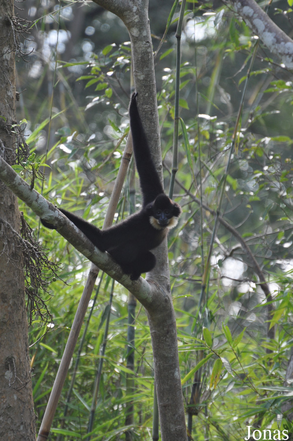 Dao Tien Endangered Primate Species Centre