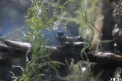 Lakes Aquarium