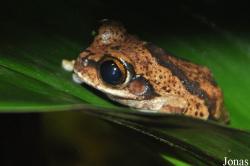 Leptopelis vermiculatus