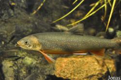 Salvelinus alpinus