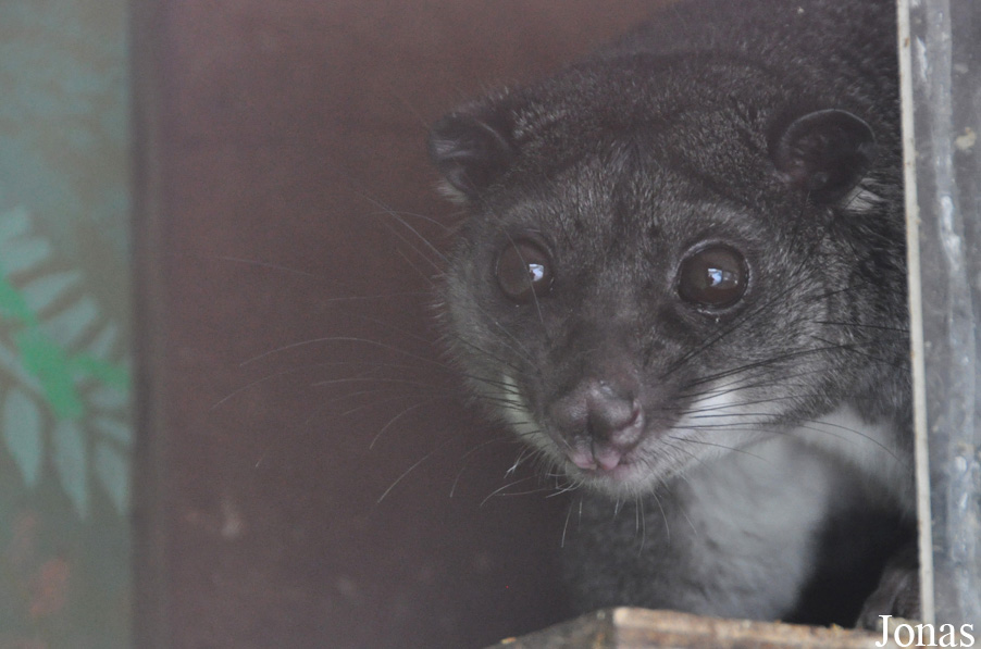 Blackpool Zoo
