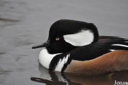 WWT Martin Mere Wetland Centre