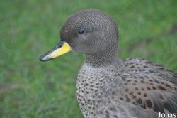 Anas flavirostris oxyptera