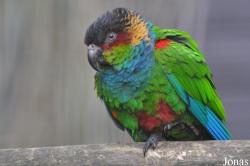 Harewood Bird Garden