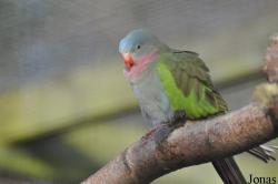 Harewood Bird Garden