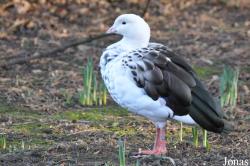 Lotherton Hall Bird Garden