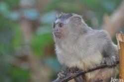 Chester Zoo