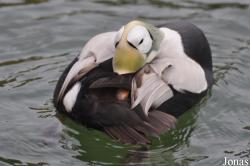 Blackbrook Zoological Park